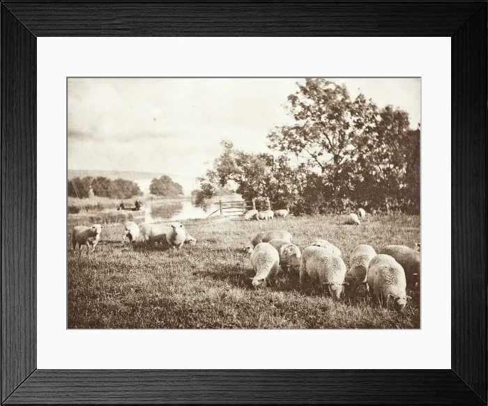 Framed Print : A Study Of Sheep, Printed 1889-1891. Creator: J. B. B. Wellington Framed Print : A Study Of Sheep, Printed 1889-1891. Creator: J. B. B. Wellington