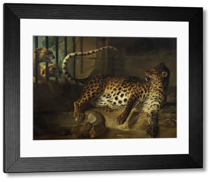 Framed Print : Leopard in a Cage confronted by two Mastiffs, 1739. Creator: Jean-Baptiste Oudry Framed Print : Leopard in a Cage confronted by two Mastiffs, 1739. Creator: Jean-Baptiste Oudry