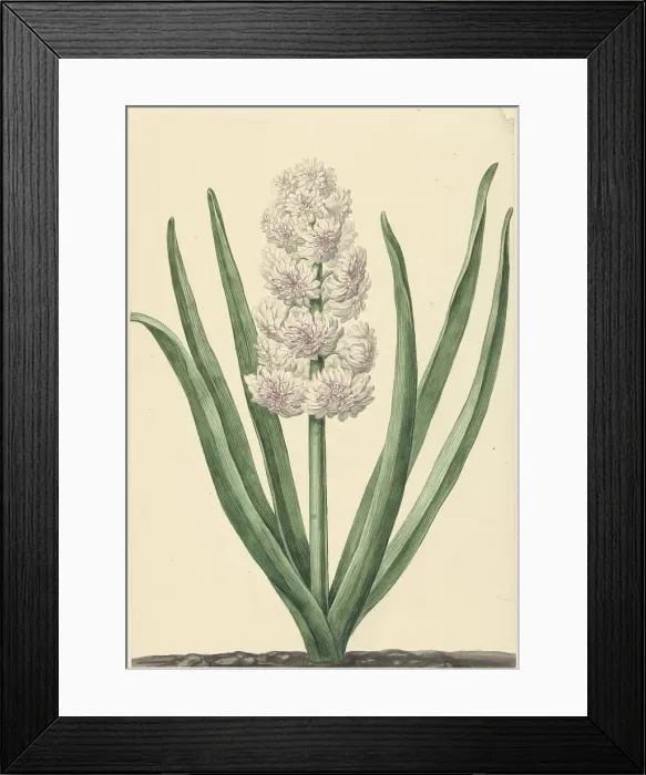 Framed Print : The pinkish white hyacinth State General, 1734. Creator: Abraham Hendrik Van Beesten Framed Print : The pinkish white hyacinth State General, 1734. Creator: Abraham Hendrik Van Beesten