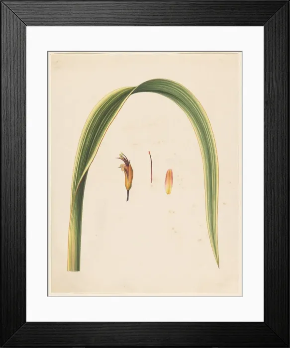Framed Print : Study of a leaf and a flower, 1836-1915. Creator: Abraham Jacobus Wendel Framed Print : Study of a leaf and a flower, 1836-1915. Creator: Abraham Jacobus Wendel