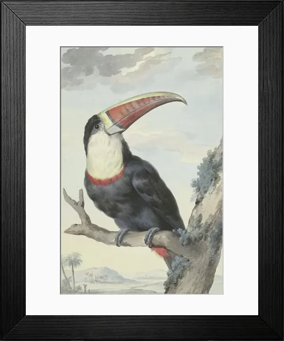 Framed Print : Red-billed Toucan, 1748. Creator: Aert Schouman Framed Print : Red-billed Toucan, 1748. Creator: Aert Schouman
