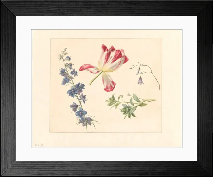 Framed Print : Flower studies, 1798-1821. Creator: Albertus Jonas Brandt Framed Print : Flower studies, 1798-1821. Creator: Albertus Jonas Brandt