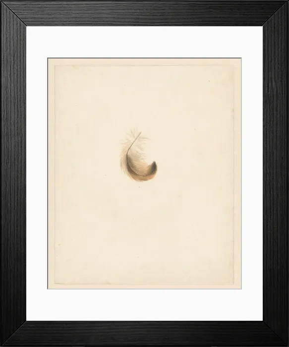 Framed Print : Study of a feather, 1824-1900. Creator: Albertus Steenbergen Framed Print : Study of a feather, 1824-1900. Creator: Albertus Steenbergen