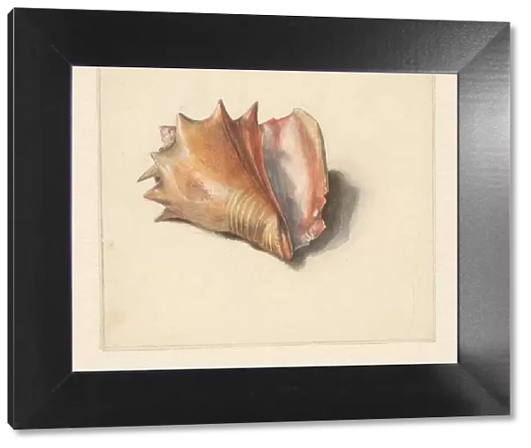 Study of a shell, 1824-1900. Creator: Albertus Steenbergen