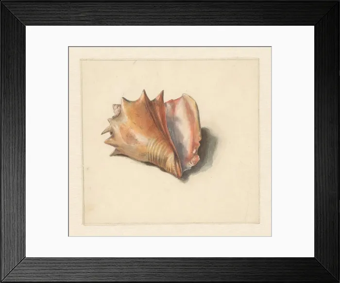 Framed Print : Study of a shell, 1824-1900. Creator: Albertus Steenbergen Framed Print : Study of a shell, 1824-1900. Creator: Albertus Steenbergen