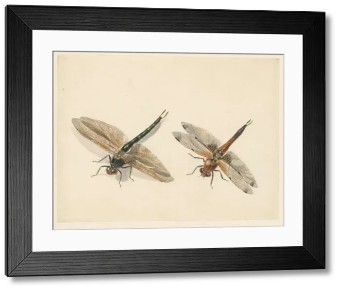 Framed Print : Study of two dragonflies, 1824-1900. Creator: Albertus Steenbergen Framed Print : Study of two dragonflies, 1824-1900. Creator: Albertus Steenbergen