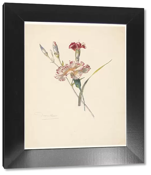 Study sheet with Carnations, 1824-1900. Creator: Albertus Steenbergen
