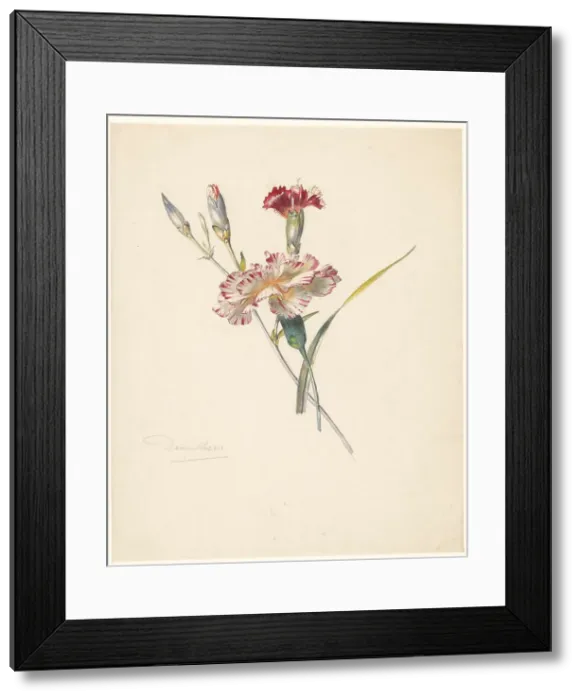 Framed Print : Study sheet with Carnations, 1824-1900. Creator: Albertus Steenbergen Framed Print : Study sheet with Carnations, 1824-1900. Creator: Albertus Steenbergen