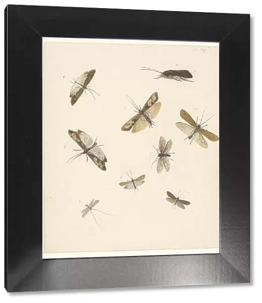 Study sheet with eight moths, 1824-1900. Creator: Albertus Steenbergen