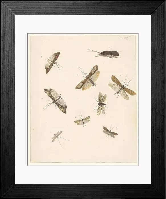 Framed Print : Study sheet with eight moths, 1824-1900. Creator: Albertus Steenbergen Framed Print : Study sheet with eight moths, 1824-1900. Creator: Albertus Steenbergen
