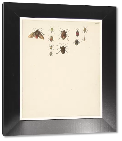 Study sheet with eleven different beetles, 1824-1900. Creator: Albertus Steenbergen