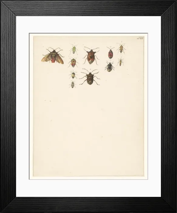Framed Print : Study sheet with eleven different beetles, 1824-1900. Creator: Albertus Steenbergen Framed Print : Study sheet with eleven different beetles, 1824-1900. Creator: Albertus Steenbergen