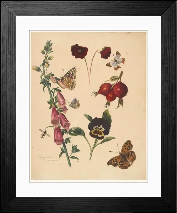 Framed Print : Study sheet with flowers and butterflies, 1824-1900. Creator: Albertus Steenbergen Framed Print : Study sheet with flowers and butterflies, 1824-1900. Creator: Albertus Steenbergen