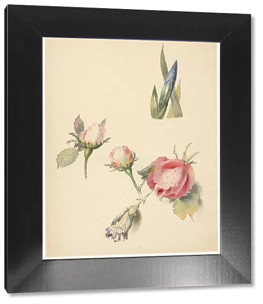 Study sheet with three roses and an iris, 1824-1900. Creator: Albertus Steenbergen