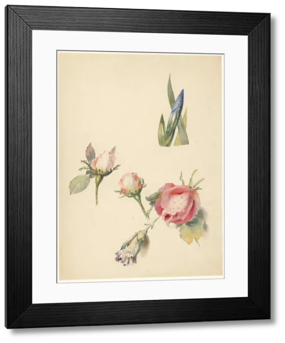 Framed Print : Study sheet with three roses and an iris, 1824-1900. Creator: Albertus Steenbergen Framed Print : Study sheet with three roses and an iris, 1824-1900. Creator: Albertus Steenbergen