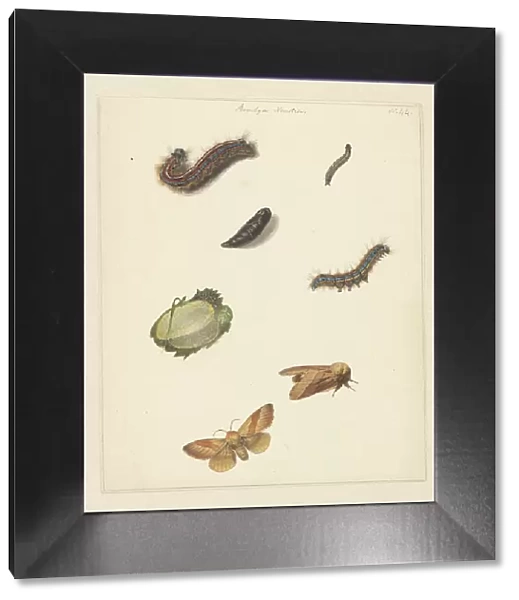 Study sheet with various caterpillars, moths, an egg and a cocoon of the Bombya Neustria, 1824-1900. Creator: Albertus Steenbergen