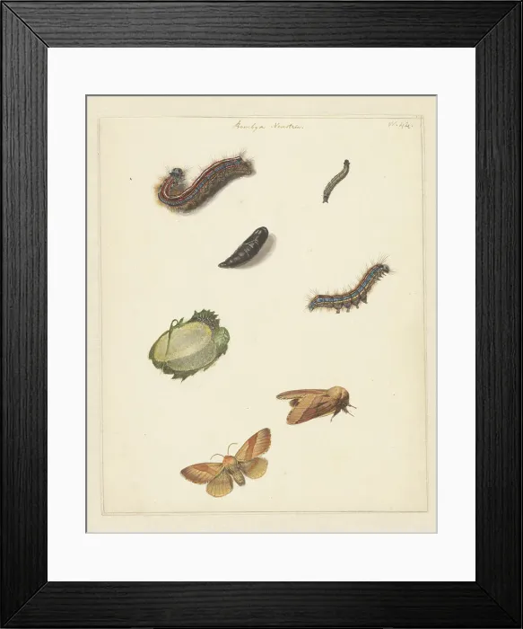 Framed Print : Study sheet with various caterpillars, moths, an egg and a cocoon of the Bombya Neustria, 1824-1900. Creator: Albertus Steenbergen Framed Print : Study sheet with various caterpillars, moths, an egg and a cocoon of the Bombya Neustria, 1824-1900. Creator: Albertus Steenbergen