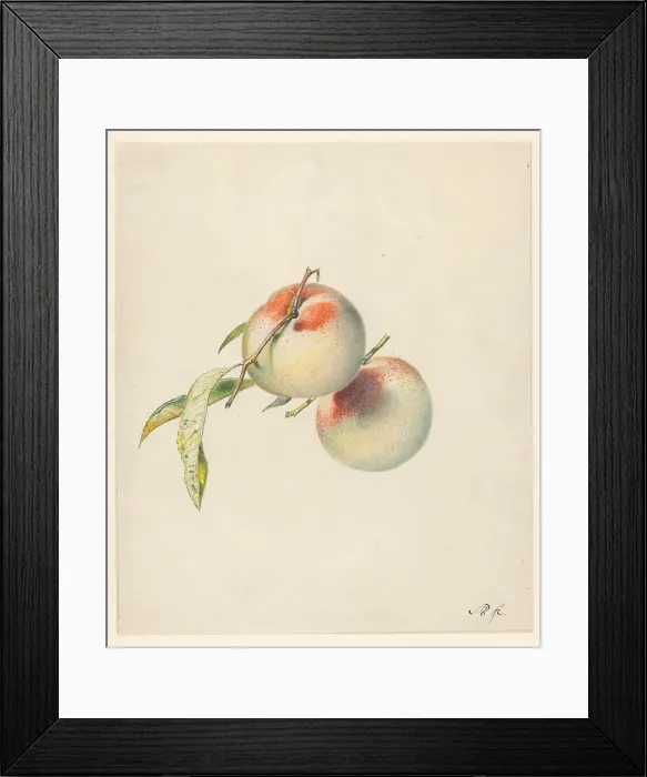 Framed Print : Two peaches on their stems, 1824-1900. Creator: Albertus Steenbergen Framed Print : Two peaches on their stems, 1824-1900. Creator: Albertus Steenbergen