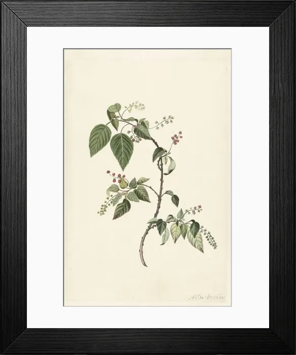 Framed Print : Nandina (Nandina domestica), c.1680-before c.1700. Creator: Alida Withoos Framed Print : Nandina (Nandina domestica), c.1680-before c.1700. Creator: Alida Withoos