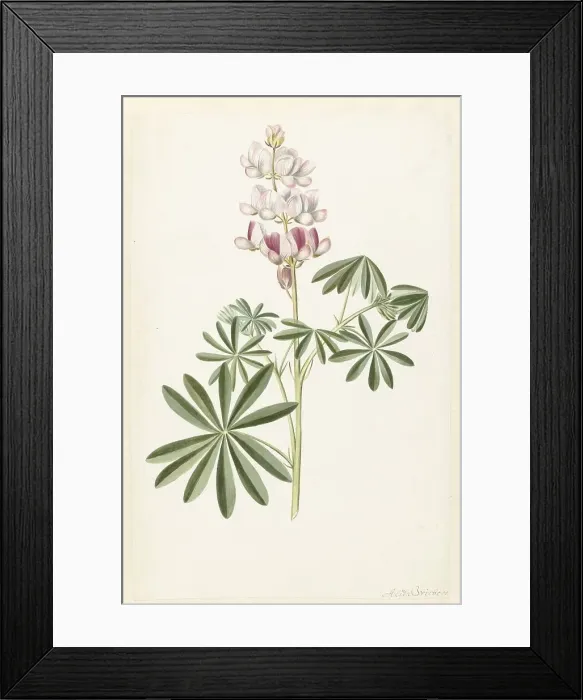 Framed Print : Narrow-leaved Lupin (Lupinus angustifolius), c.1680-before c.1700. Creator: Alida Withoos Framed Print : Narrow-leaved Lupin (Lupinus angustifolius), c.1680-before c.1700. Creator: Alida Withoos