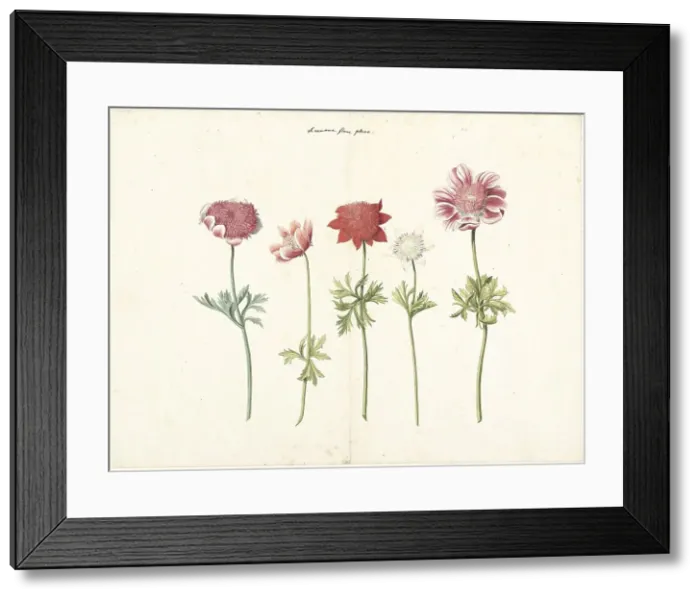 Framed Print : Five Studies of Anemones, c.1760-c.1770. Creator: Anon Framed Print : Five Studies of Anemones, c.1760-c.1770. Creator: Anon