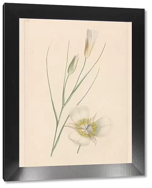 Flower, c.1800-c.1900. Creator: Anon