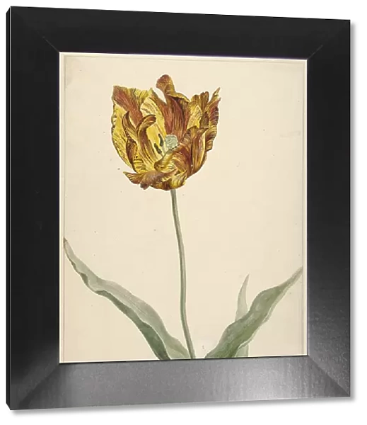 Tulip, 1700-1800. Creator: Anon