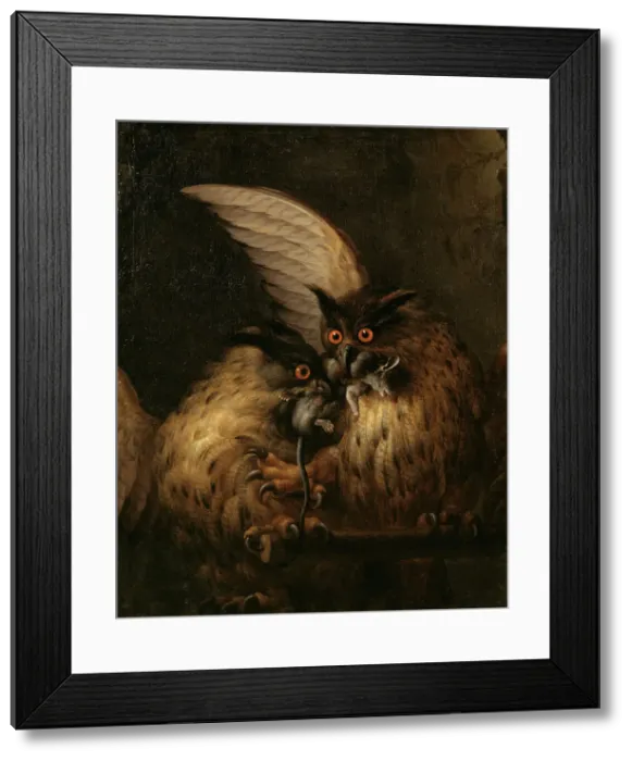 Framed Print : Two Owls Fighting over a Rat, late 17th-early 18th century. Creator: Hans Georg Muller Framed Print : Two Owls Fighting over a Rat, late 17th-early 18th century. Creator: Hans Georg Muller