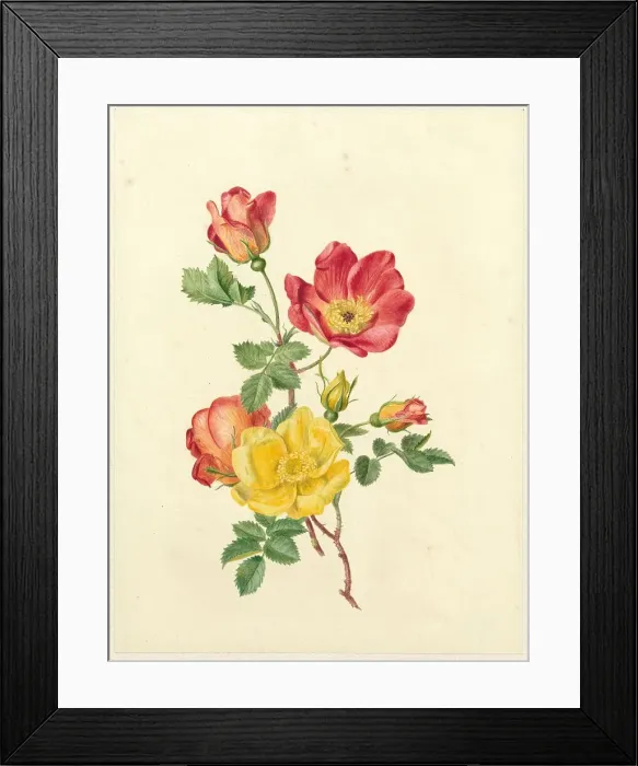 Framed Print : Sprig of wild roses, c.1800-c.1900. Creator: Antoinette Luden Framed Print : Sprig of wild roses, c.1800-c.1900. Creator: Antoinette Luden