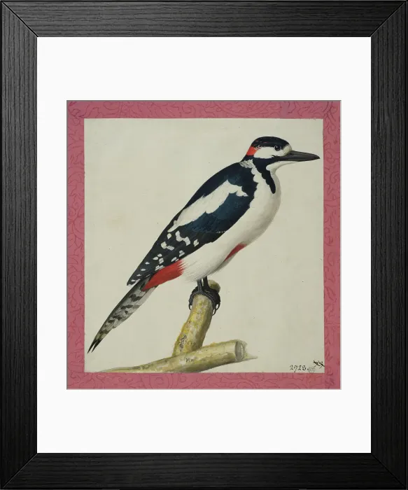 Framed Print : Woodpecker, 1653. Creator: Pieter Holsteyn the Younger Framed Print : Woodpecker, 1653. Creator: Pieter Holsteyn the Younger