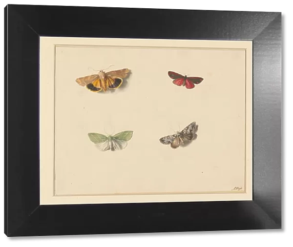 Four butterflies, 1811-1851. Creator: Anton Weiss