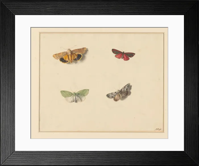 Framed Print : Four butterflies, 1811-1851. Creator: Anton Weiss Framed Print : Four butterflies, 1811-1851. Creator: Anton Weiss