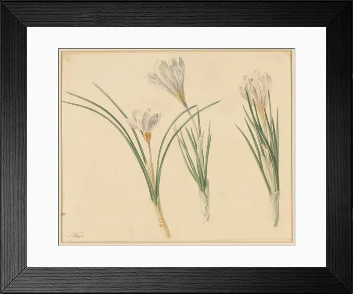 Framed Print : Three studies of crocuses, 1811-1851. Creator: Anton Weiss Framed Print : Three studies of crocuses, 1811-1851. Creator: Anton Weiss