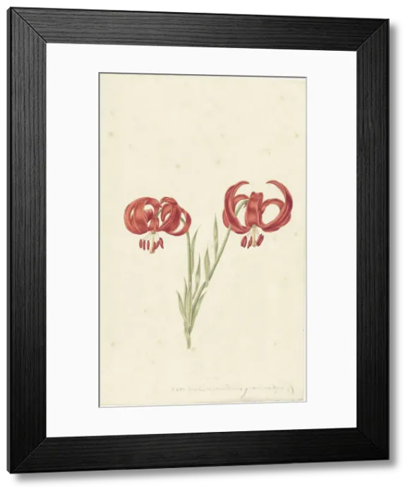 Framed Print : Red Lily, 1728. Creator: Catharina Lintheimer Framed Print : Red Lily, 1728. Creator: Catharina Lintheimer