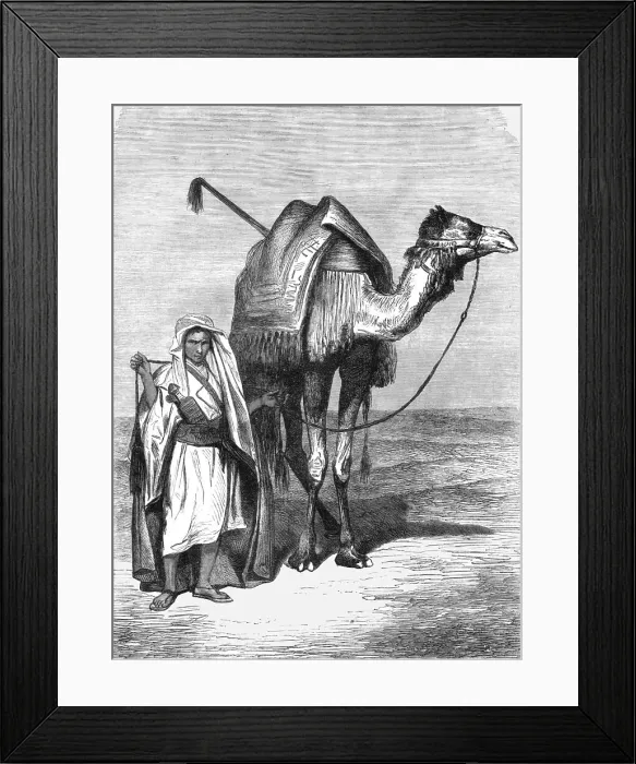 Framed Print : Camel Driver; The Red Sea, 1875. Creator: Unknown Framed Print : Camel Driver; The Red Sea, 1875. Creator: Unknown