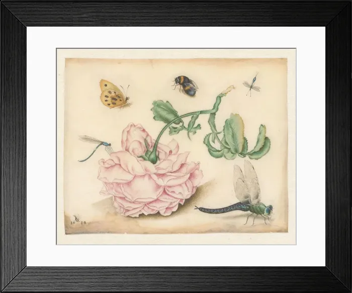 Framed Print : A Rose and Five Insects, 1618. Creator: Christoffel van den Berghe Framed Print : A Rose and Five Insects, 1618. Creator: Christoffel van den Berghe