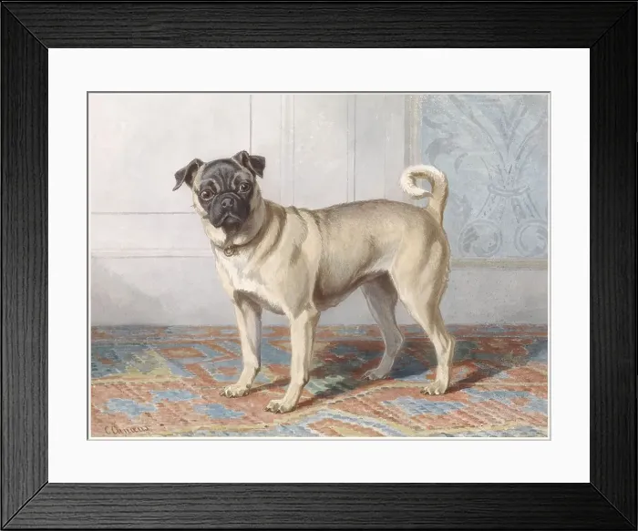 Framed Print : Portrait of Edwin vom Rath's Pug, c.1880-c.1895. Creator: Conradyn Cunaeus Framed Print : Portrait of Edwin vom Rath's Pug, c.1880-c.1895. Creator: Conradyn Cunaeus