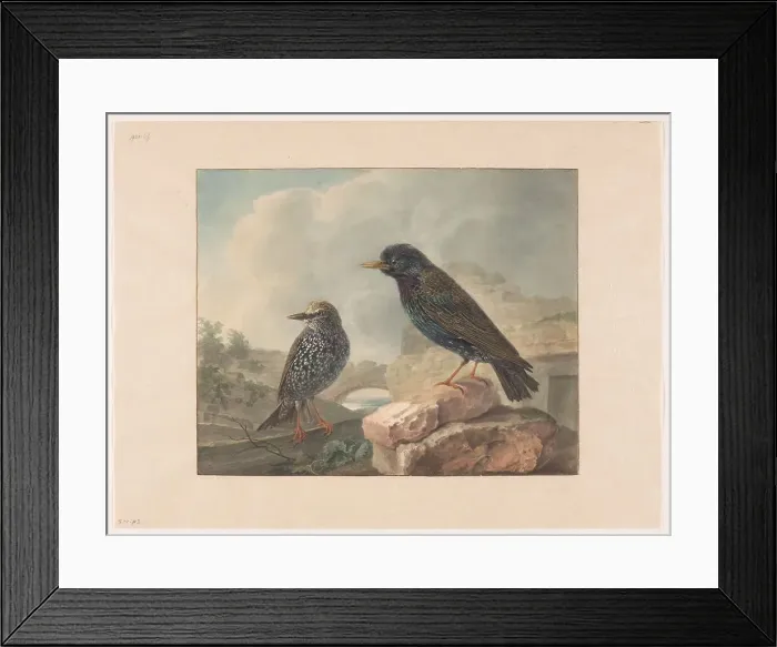 Framed Print : Two starlings, 1765-1873. Creator: Cornelis van Hardenbergh Framed Print : Two starlings, 1765-1873. Creator: Cornelis van Hardenbergh