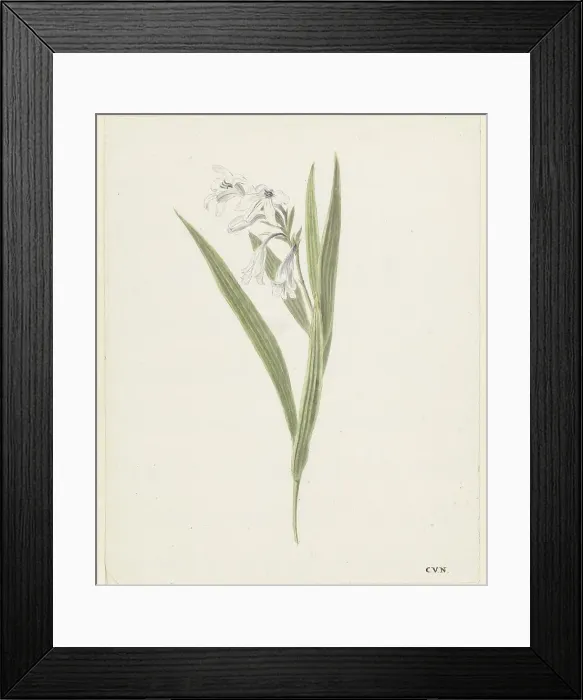 Framed Print : Fresia, 1741-1795. Creator: Cornelis van Noorde Framed Print : Fresia, 1741-1795. Creator: Cornelis van Noorde