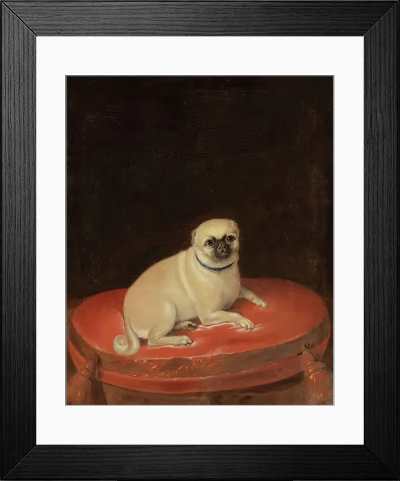 Framed Print : Pug, unknown date. Creator: Anon Framed Print : Pug, unknown date. Creator: Anon