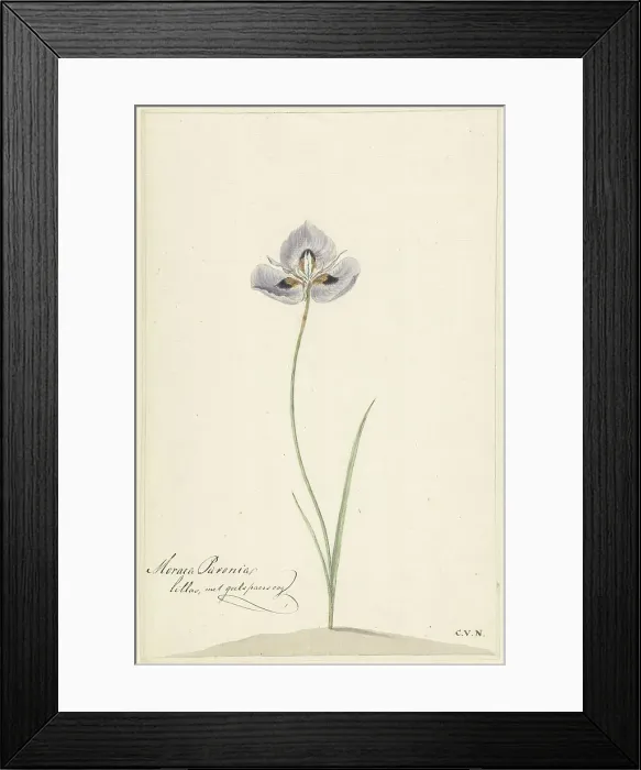Framed Print : Iris, 1741-1795. Creator: Cornelis van Noorde Framed Print : Iris, 1741-1795. Creator: Cornelis van Noorde