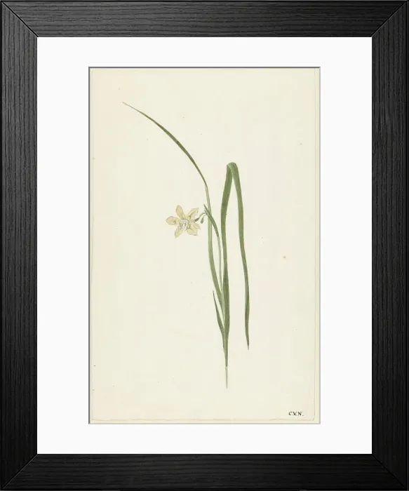 Framed Print : Iris, 1741-1795. Creator: Cornelis van Noorde Framed Print : Iris, 1741-1795. Creator: Cornelis van Noorde