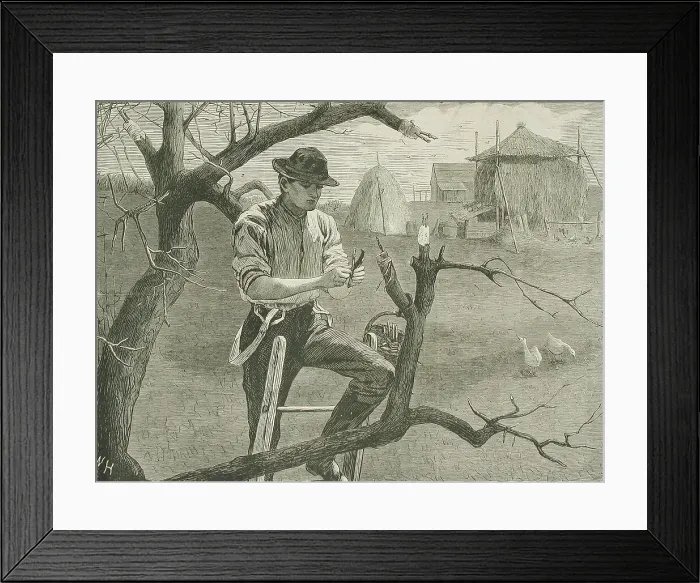 Framed Print : Spring Farm Work - Grafting, 1870. Creator: Unknown Framed Print : Spring Farm Work - Grafting, 1870. Creator: Unknown