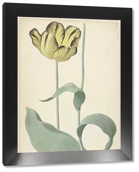 The tulip Bizard Louis d'Effroy, 1765. Creator: Cornelis van Noorde