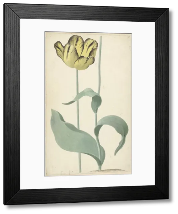 Framed Print : The tulip Bizard Louis d'Effroy, 1765. Creator: Cornelis van Noorde Framed Print : The tulip Bizard Louis d'Effroy, 1765. Creator: Cornelis van Noorde