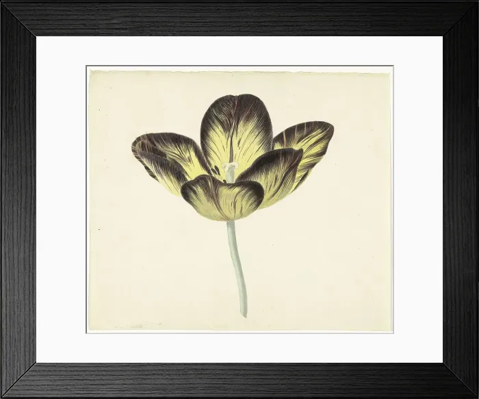Framed Print : Tulip called Bizard Egiptienne, 1741-1795. Creator: Cornelis van Noorde Framed Print : Tulip called Bizard Egiptienne, 1741-1795. Creator: Cornelis van Noorde