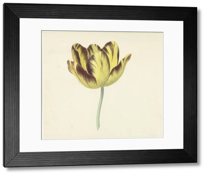Framed Print : Tulip called Bizard Le Febure No. 1, 1741-1795. Creator: Cornelis van Noorde Framed Print : Tulip called Bizard Le Febure No. 1, 1741-1795. Creator: Cornelis van Noorde