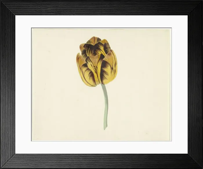 Framed Print : Tulip called Bizard Leodie, 1741-1795. Creator: Cornelis van Noorde Framed Print : Tulip called Bizard Leodie, 1741-1795. Creator: Cornelis van Noorde