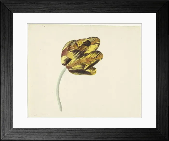 Framed Print : Tulip called Bizard Phoenix, 1741-1795. Creator: Cornelis van Noorde Framed Print : Tulip called Bizard Phoenix, 1741-1795. Creator: Cornelis van Noorde