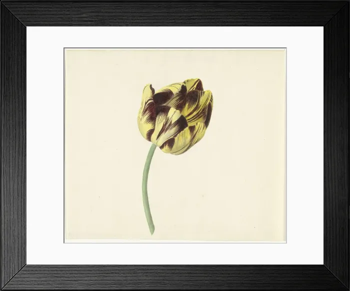 Framed Print : Tulip called Bizard Pontifex Romanus, 1741-1795. Creator: Cornelis van Noorde Framed Print : Tulip called Bizard Pontifex Romanus, 1741-1795. Creator: Cornelis van Noorde